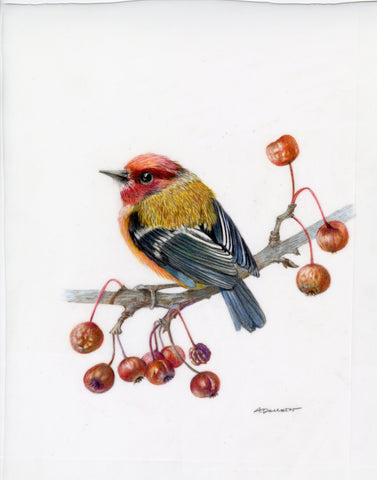 Golden Finch, color pencil on paper drawing by Philadelphia artist Antoaneta Denkin. Included in the exhibition Fine Feathered Friends at Cerulean Arts March 26 - April 20, 2025.