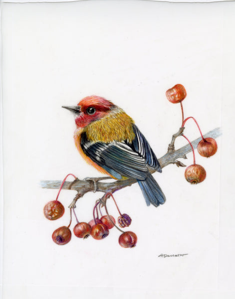 Golden Finch, color pencil on paper drawing by Philadelphia artist Antoaneta Denkin. Included in the exhibition Fine Feathered Friends at Cerulean Arts March 26 - April 20, 2025.