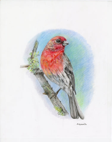 House Finch, color pencil on draft film drawing by Philadelphia artist Antoaneta Denkin. Included in the exhibition Fine Feathered Friends at Cerulean Arts March 26 - April 20, 2025.