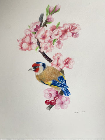 Rufus Headed Tailbird,&nbsp;color pencil on draft film drawing by Philadelphia artist Antoaneta Denkin. Included in the exhibition Fine Feathered Friends at Cerulean Arts March 26 - April 20, 2025.