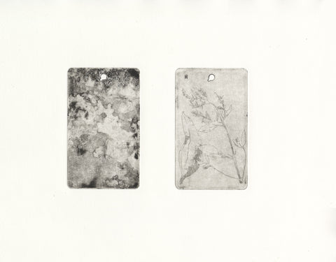 Below, Above (41° 42’ 41.75” N, 71° 17’ 22.11” W , Iva frutscens) print on paper by artist Heather McMordie. Included in the exhibition, Elemental, at Cerulean Arts, October 2 - 27, 2024.