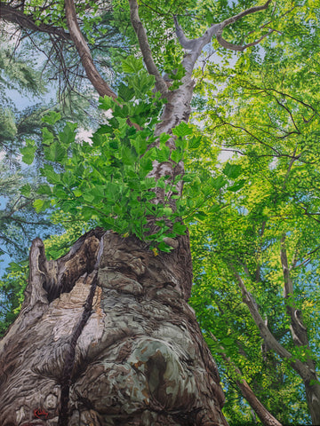 A Venerable Sycamore, oil on panel painting by Keith Willis