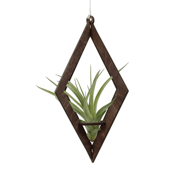 Air Plant Hanger - Diamond Walnut - Cerulean Arts