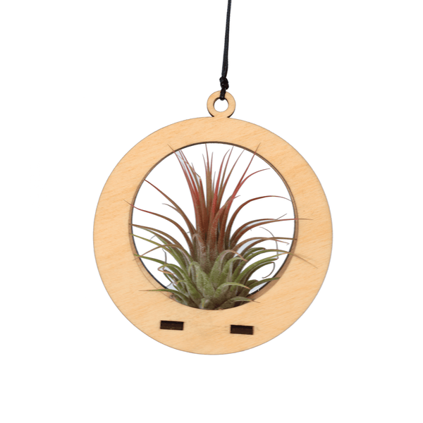 Air Plant Hanger - Mini Circle Maple - Cerulean Arts