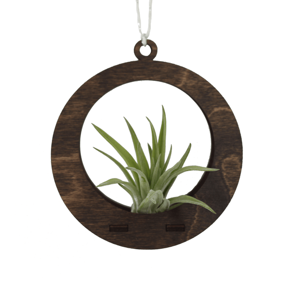 Air Plant Hanger - Mini Circle Walnut - Cerulean Arts