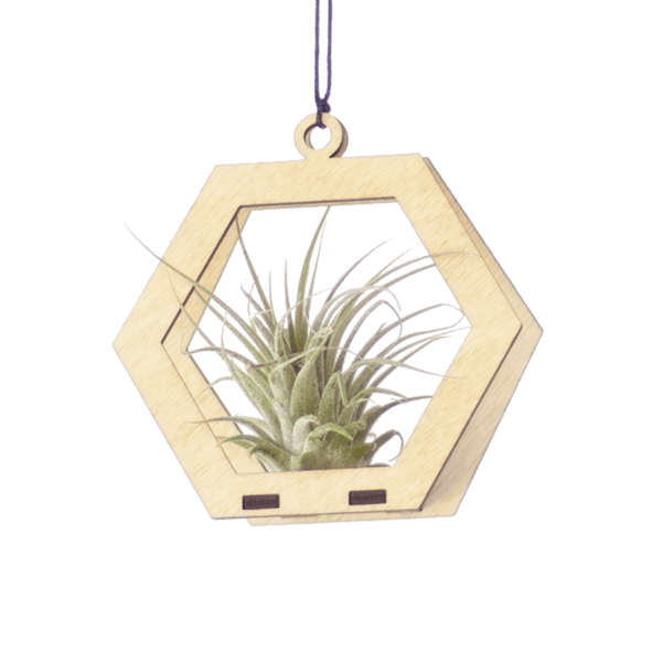 Air Plant Hanger - Mini Hexagon Maple - Cerulean Arts