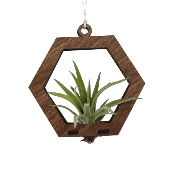 Air Plant Hanger - Mini Hexagon Walnut - Cerulean Arts